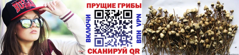 Купить где  Приморск  Псилоцибиновые грибы Psilocybine cubensis 